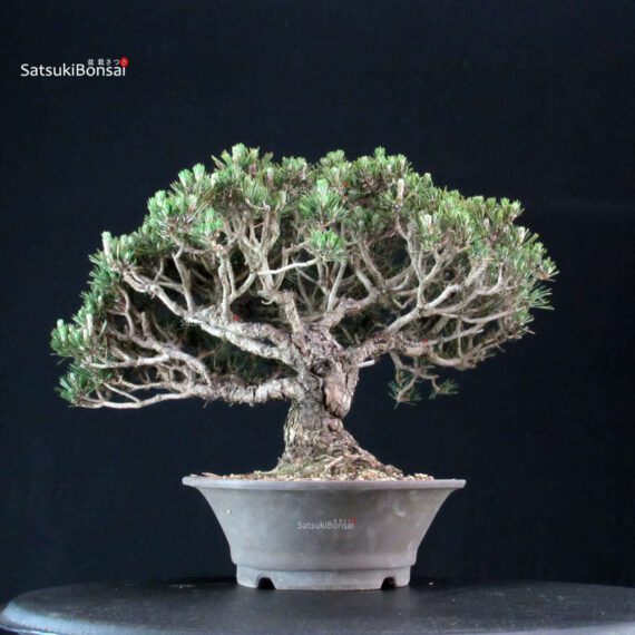Pinus Thunbergii Kuromatsu Kotobuki - immagine 3