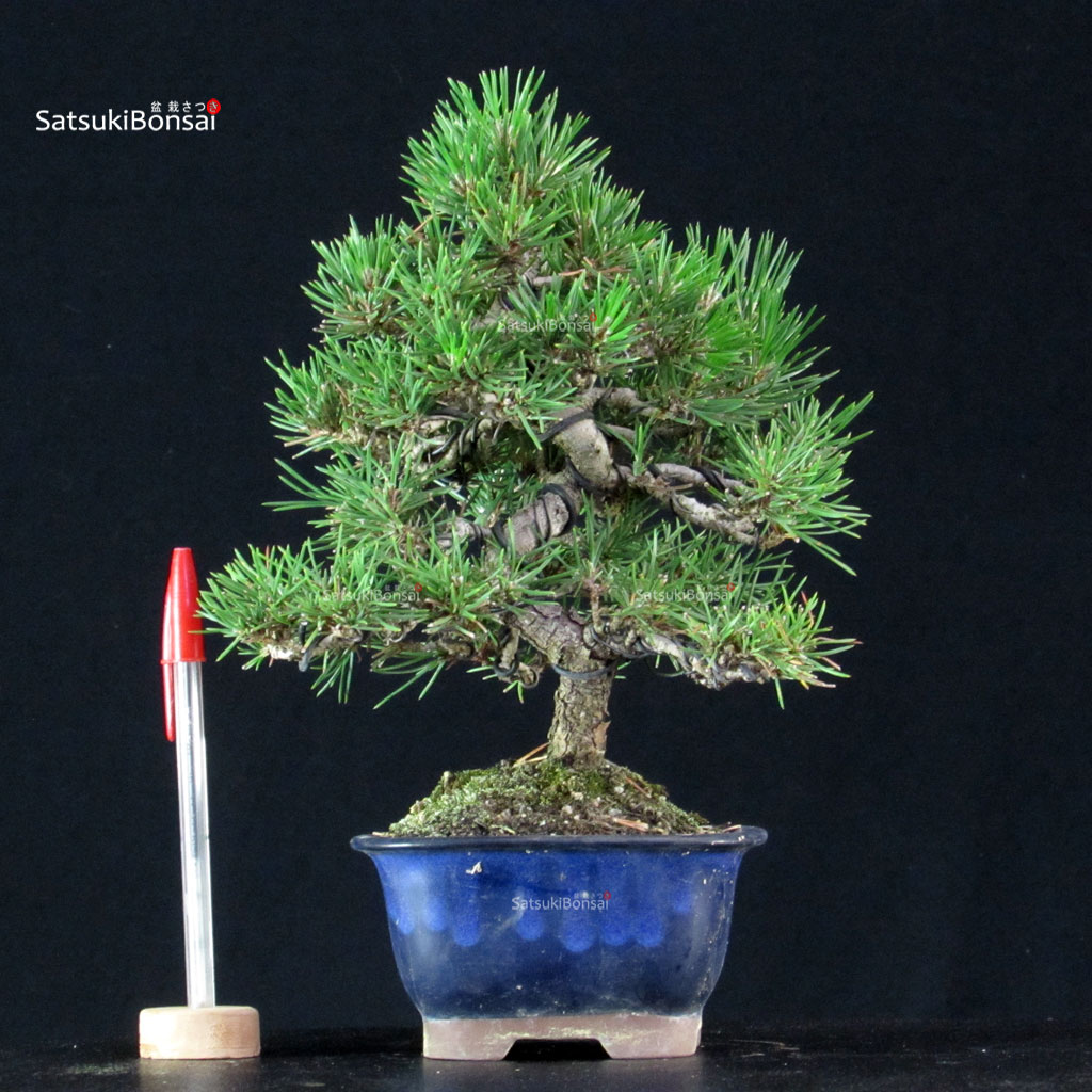 255736_1-Pinus-thunbergii Pinus Thunbergii Kuromatsu - immagine 1