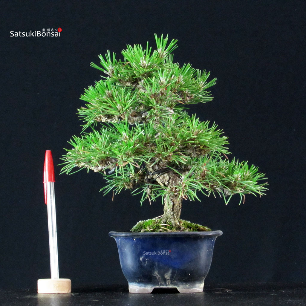 255737_1-Pinus-thunbergii Pinus Thunbergii Kuromatsu - immagine 1