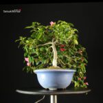 Camellia Japonica - immagine 6