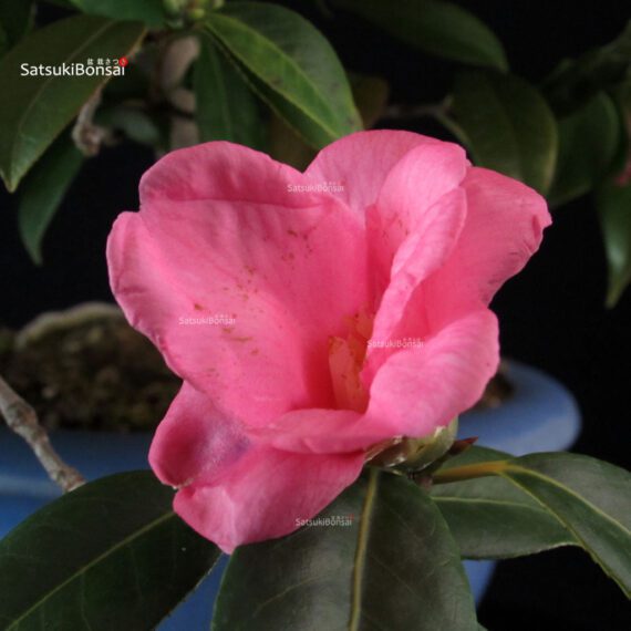Camellia Japonica - immagine 2