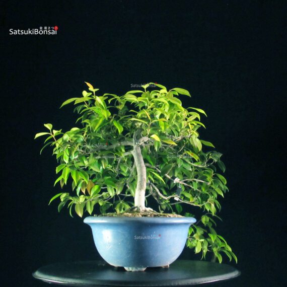 Camellia Japonica - immagine 8