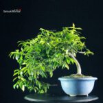 Camellia Japonica - immagine 9
