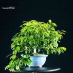 Camellia Japonica - immagine 10