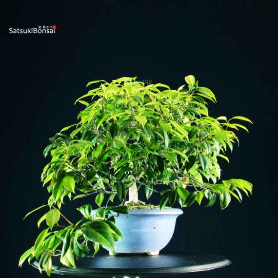 Camellia Japonica - immagine 10