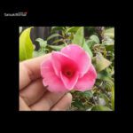 Camellia Japonica - immagine 12