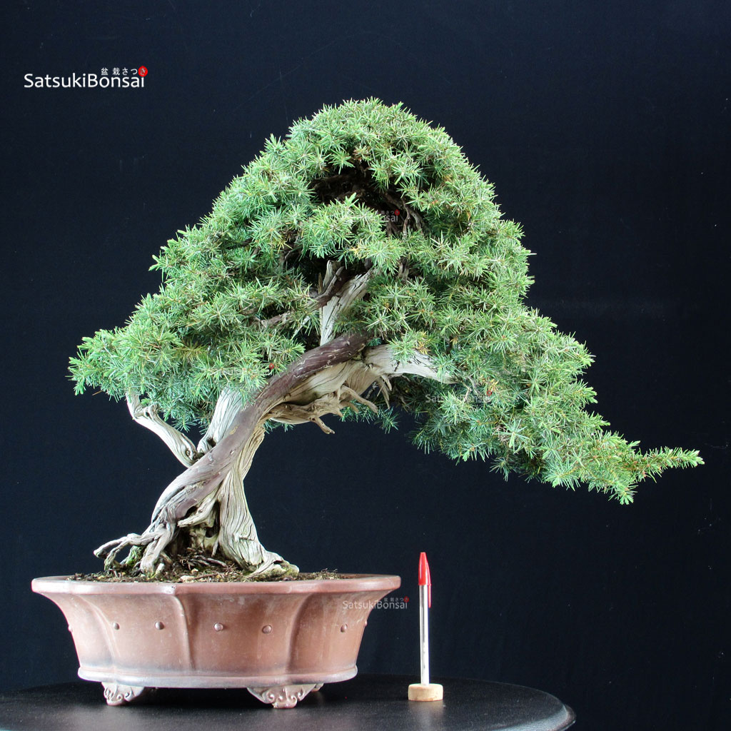 255757_1-Juniperus-Rigida Juniperus Rigida - Tosho - immagine 1