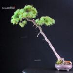 Pinus Pentaphylla - Goyomatsu