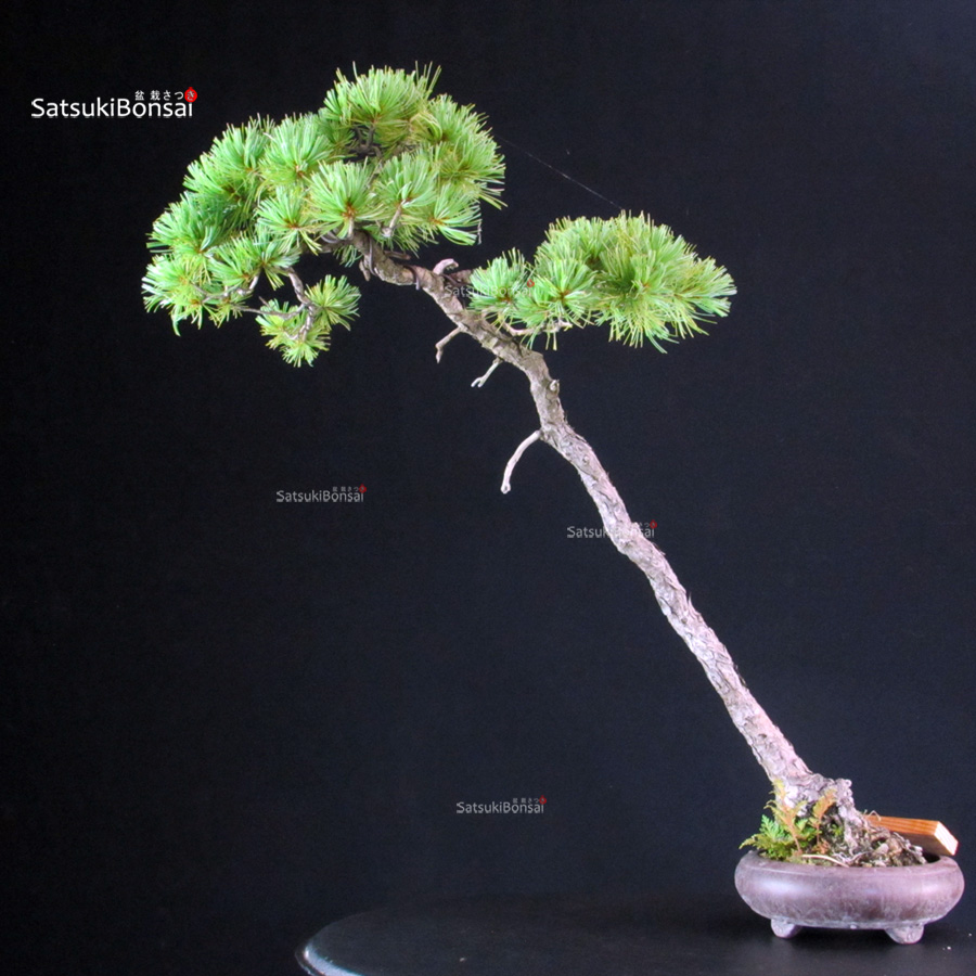 4558_1-Pinus-pentaphylla Pinus Pentaphylla - Goyomatsu - immagine 1