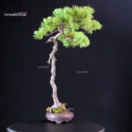 Pinus Pentaphylla - Goyomatsu - immagine 2
