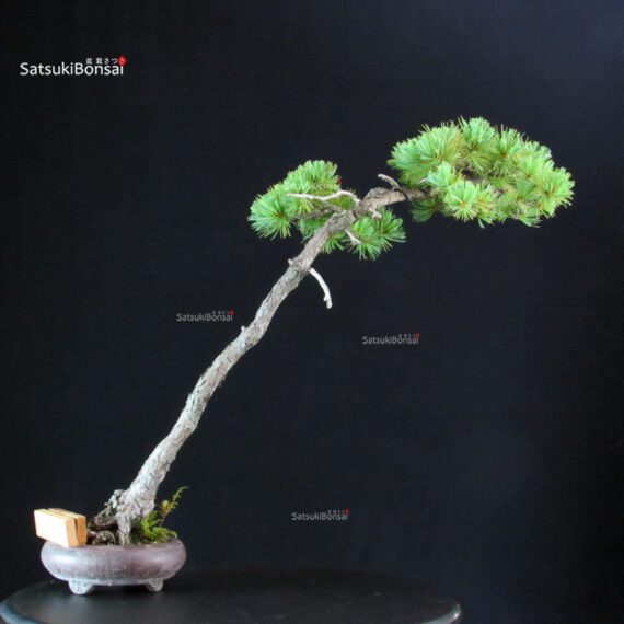 Pinus Pentaphylla - Goyomatsu - immagine 3