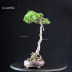 Pinus Pentaphylla - Goyomatsu - immagine 4