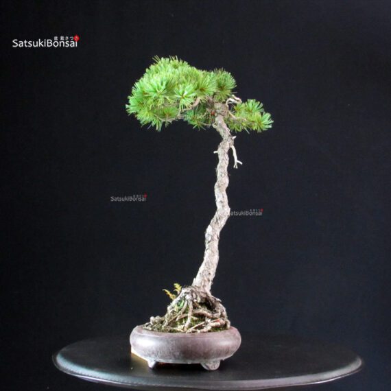 Pinus Pentaphylla - Goyomatsu - immagine 4