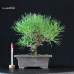 Pinus Thunbergii Kuromatsu