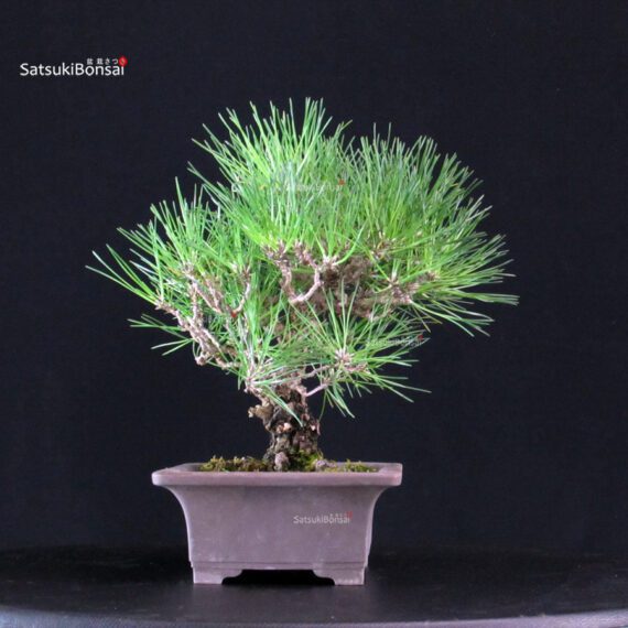 Pinus Thunbergii Kuromatsu - immagine 2