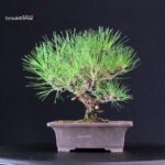 Pinus Thunbergii Kuromatsu - immagine 3