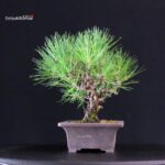 Pinus Thunbergii Kuromatsu - immagine 4