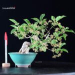 Euonymus sieboldianum