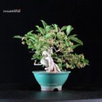 Euonymus sieboldianum - immagine 4