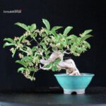 Euonymus sieboldianum - immagine 3