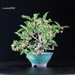Euonymus sieboldianum - immagine 2