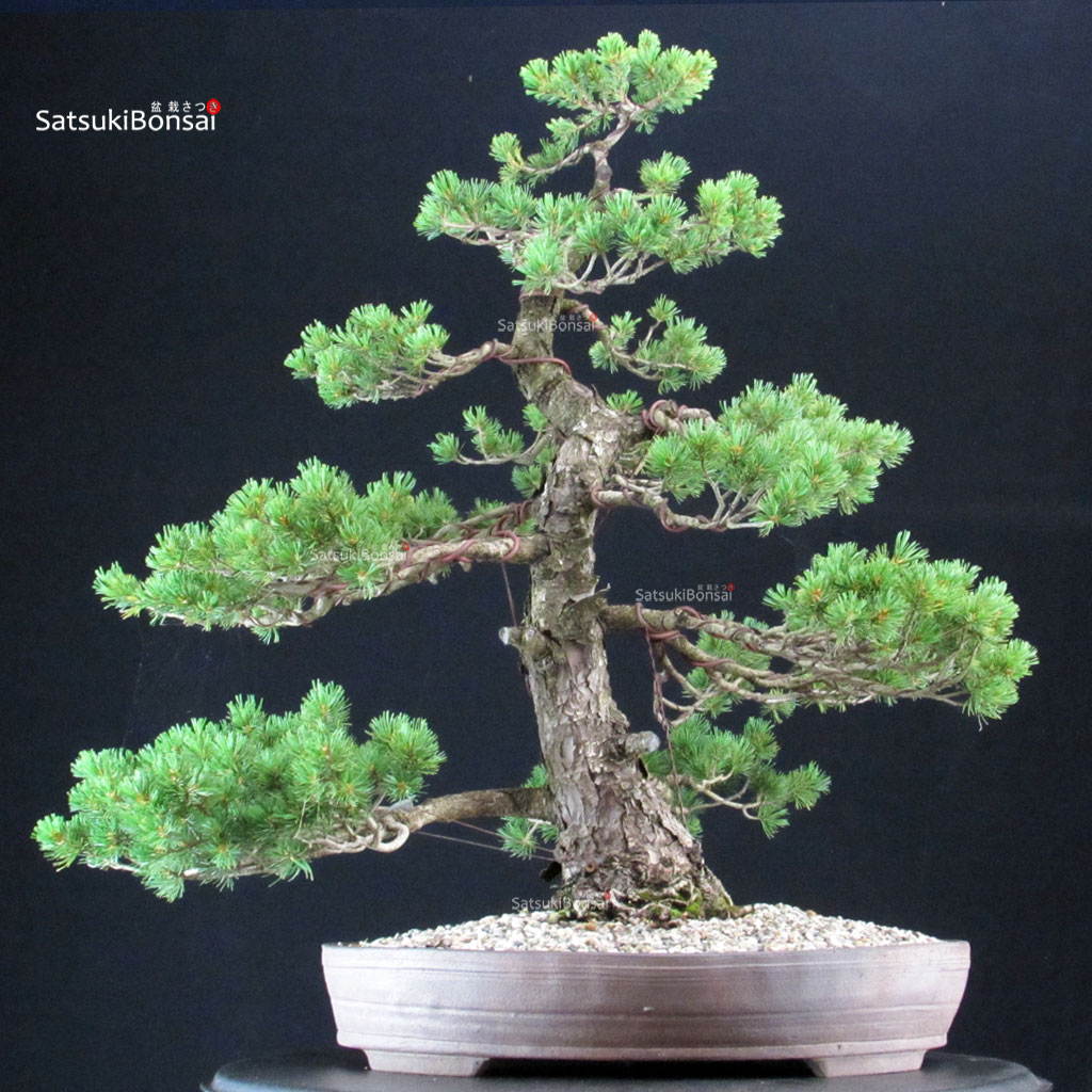 CV-5125_1-Pinus-Pentaphylla-zuisho Pinus Pentaphylla Zuisho - Goyomatsu - immagine 1
