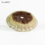 T2593 19.0x4.0 - Ryugaku - immagine 3