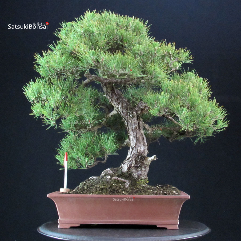255313_1-Pinus-thunbergii Pinus Thunbergii Kuromatsu - immagine 1