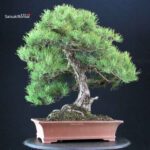 Pinus Thunbergii Kuromatsu - immagine 2