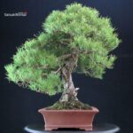 Pinus Thunbergii Kuromatsu - immagine 3