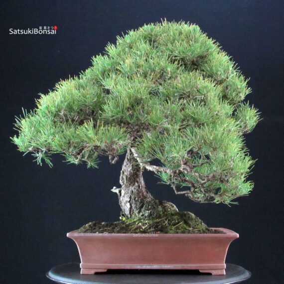 Pinus Thunbergii Kuromatsu - immagine 4
