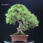 Pinus Thunbergii Kuromatsu - immagine 5