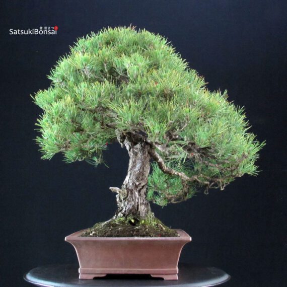 Pinus Thunbergii Kuromatsu - immagine 5