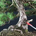 Pinus Thunbergii Kuromatsu - immagine 6