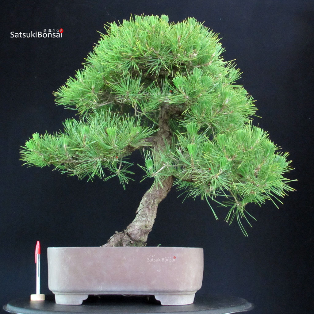 255314_1-Pinus-thunbergii Pinus Thunbergii Kuromatsu - immagine 1