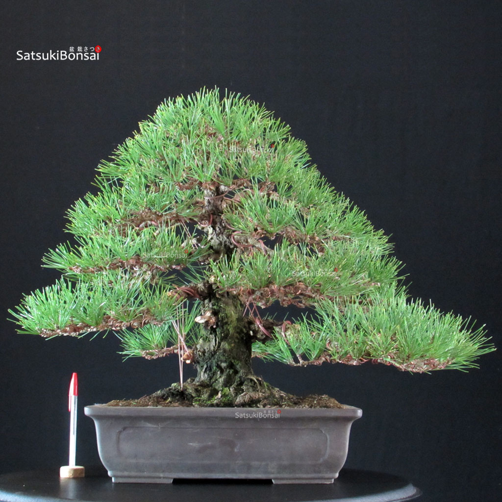 255325_5-Pinus-thunbergii-kuromatsu Pinus Thunbergii Kuromatsu - immagine 1