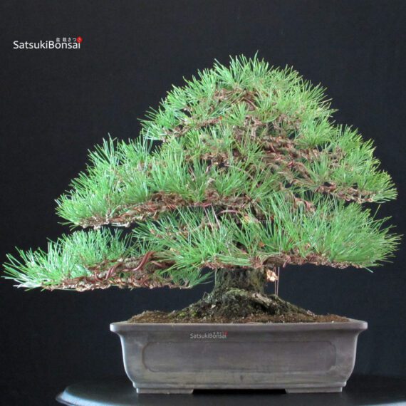 Pinus Thunbergii Kuromatsu - immagine 4