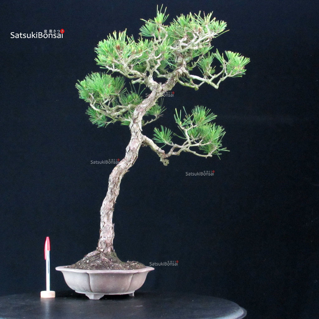255327_1-Pinus-thunbergii Pinus Thunbergii Kuromatsu - immagine 1