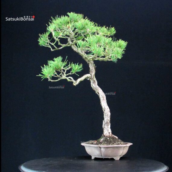 Pinus Thunbergii Kuromatsu - immagine 3