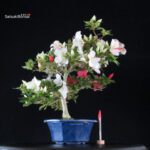 Azalea Satsuki Spp. - immagine 6