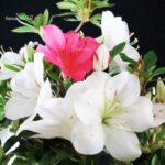 Azalea Satsuki Spp. - immagine 2