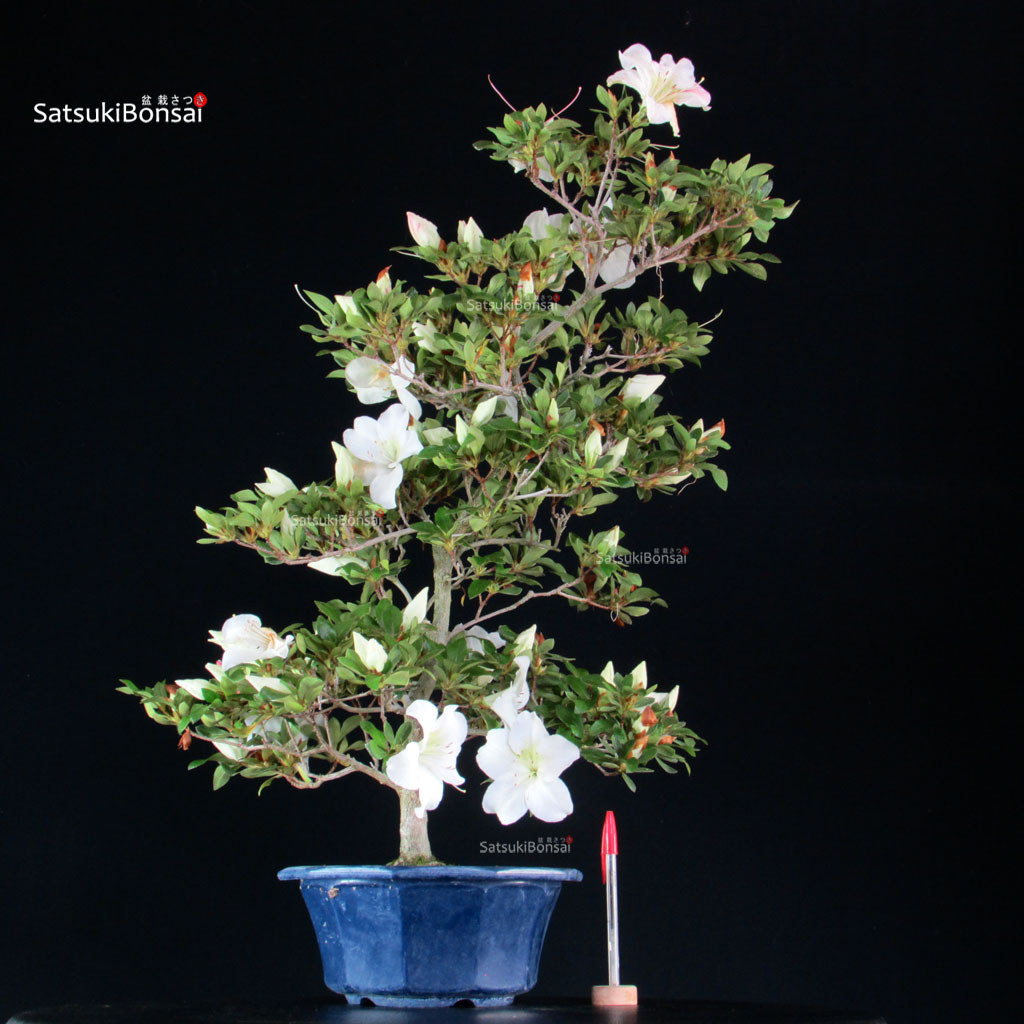 255460_1-Satsuki-Spp. Azalea Satsuki Spp. - immagine 1