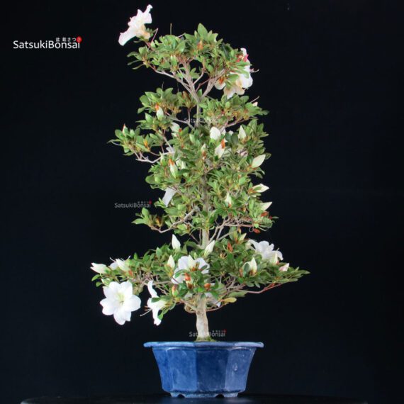 Azalea Satsuki Spp. - immagine 5