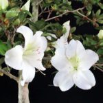 Azalea Satsuki Spp. - immagine 2