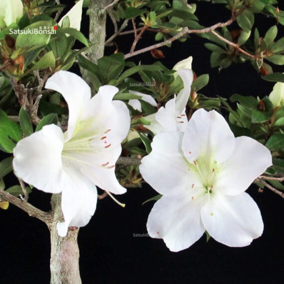 Azalea Satsuki Spp. - immagine 2