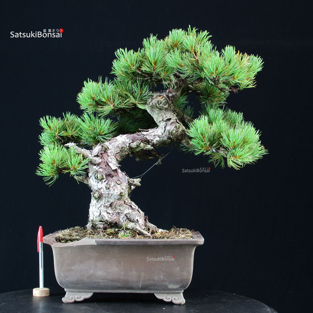 255505_1-Pinus-pentaphylla-goyomatsu Pinus Pentaphylla - Goyomatsu - immagine 1