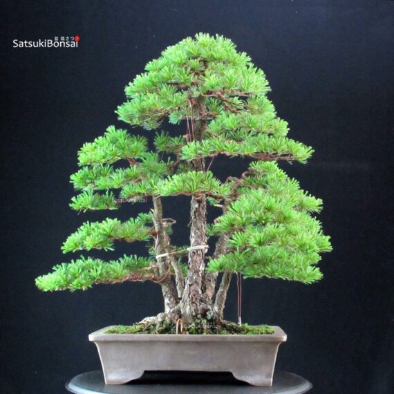 Pinus Pentaphylla - Goyomatsu - immagine 2
