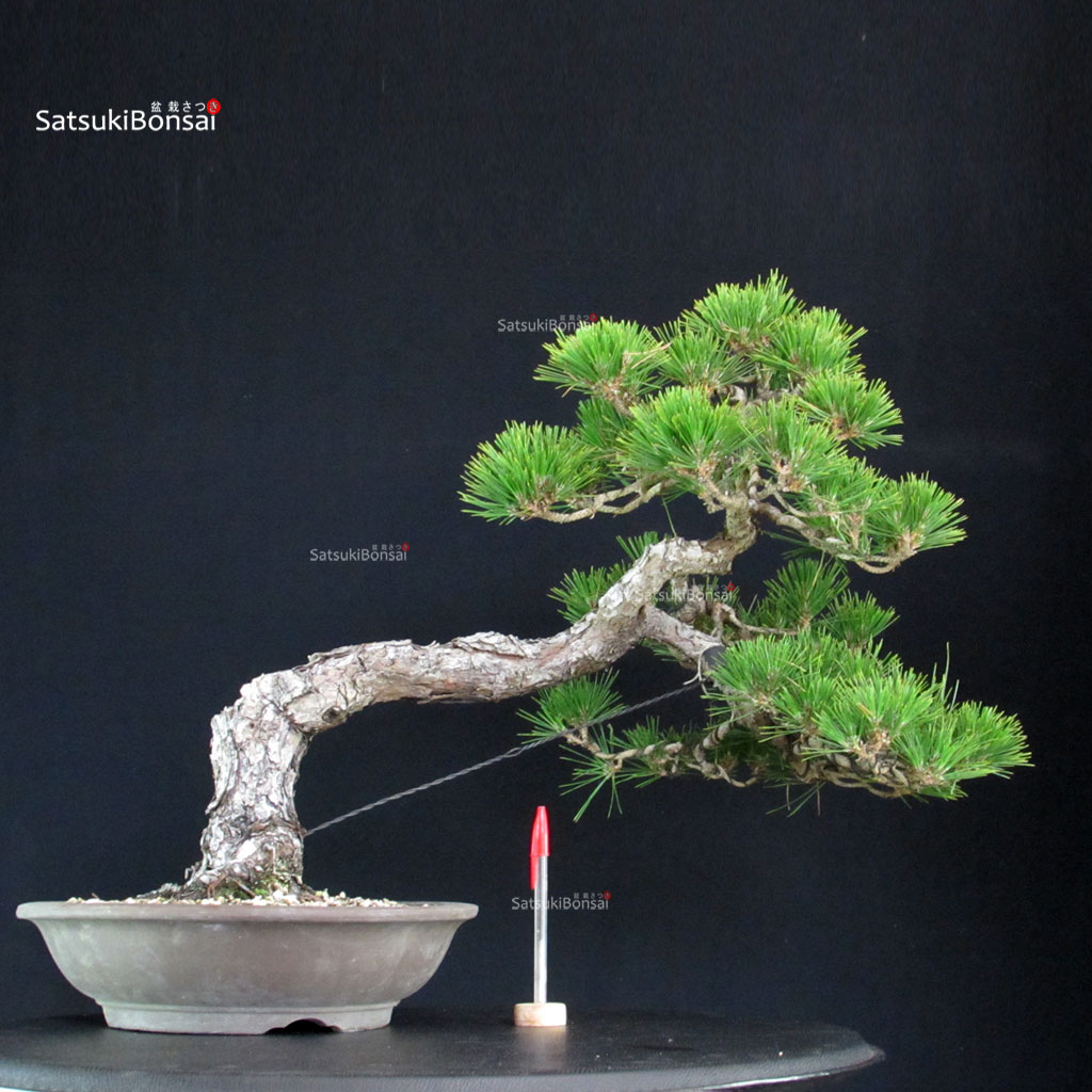255595_1-Pinus-thunbergii Pinus Thunbergii Kuromatsu - immagine 1