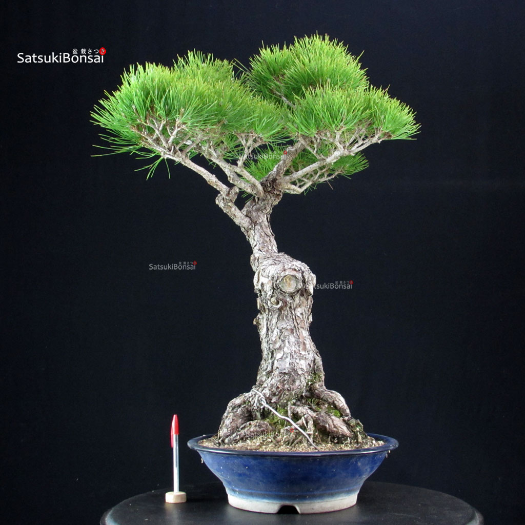 255613_1-Pinus-thunbergii Pinus Thunbergii Kuromatsu - immagine 1