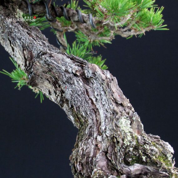 Pinus Thunbergii Kuromatsu - immagine 4
